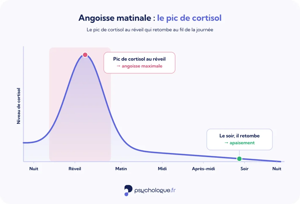 Courbe du cortisol sur 24 heures : pic au réveil (angoisse maximale) puis baisse jusqu'au soir.